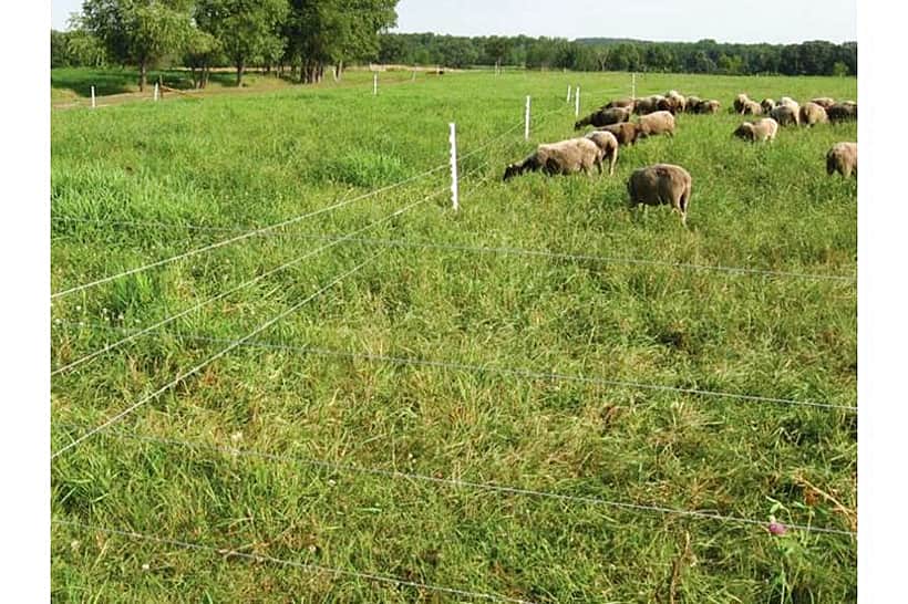 Установка «электропастухов» без должного оформления земли будет считаться самозахватом.